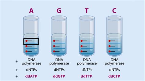 DNA Sequences - Dideoxy Sequencing - YouTube