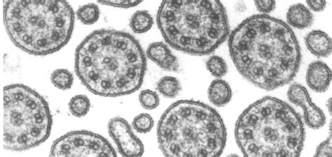 Cilia, flagella, and centrioles