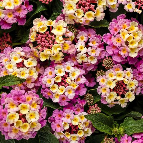 Lantana Plants For Sale | Plant Addicts