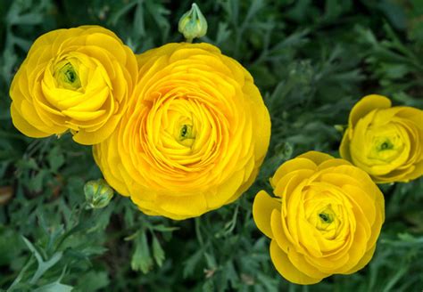 Growing Guide: Tips for Growing Ranunculus - Garden Lovers Club