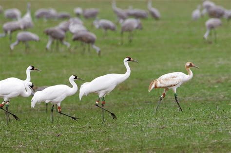 Wheeler National Wildlife Refuge: Home to 30,000 cranes - CRITTERFACTS