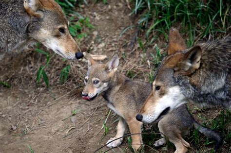 North Carolina Museum Announces Birth of 6 Red Wolf Pups