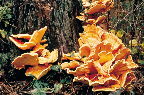 Characteristics and harmful effects of fungi | Britannica