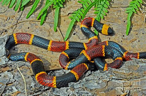 Eastern Coral Snake Micrurus Fulvius Photograph by John Serrao - Pixels