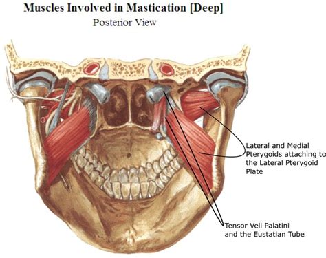 Pin on Tinnitus Hacks