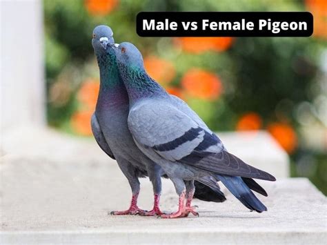 Identify Male and Female Pigeons (Male vs Female)