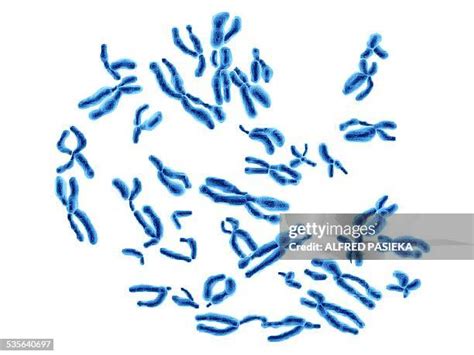 388 X Chromosome Stock Photos, High-Res Pictures, and Images - Getty Images