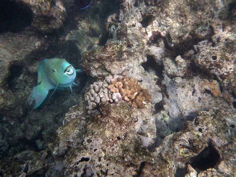 Blue Parrotfish (Scarus Coeruleus) Facts & Information