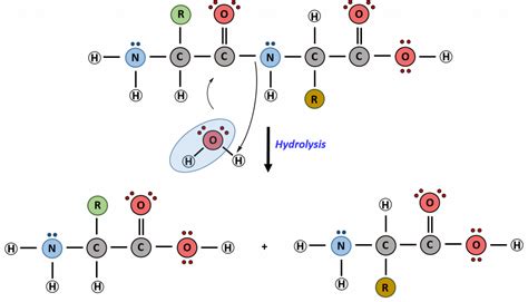 CH103 – Chapter 8: The Major Macromolecules – Chemistry