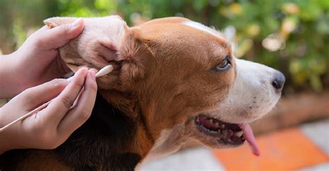 Ear Infection in Dogs: Symptoms to Look For, Causes, and Treatment Options - DogVills