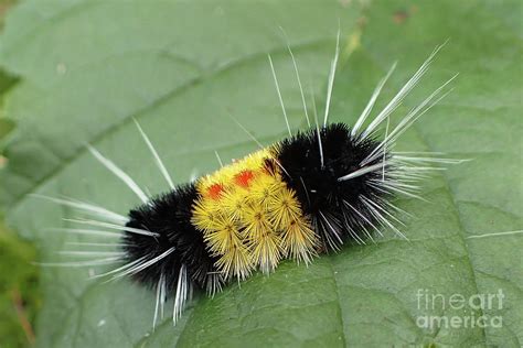 Caterpillar of the Spotted Tussock Moth Close-up Photograph by Nancy Gleason | Fine Art America