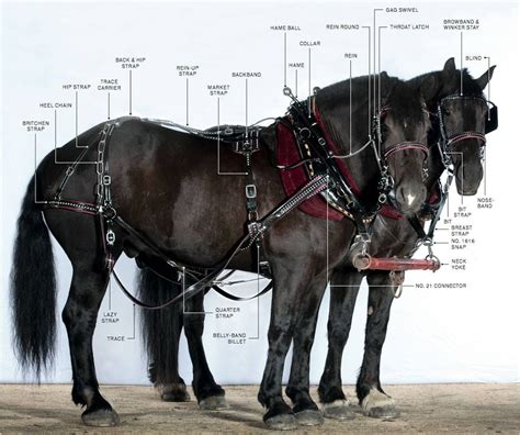 harness parts in english from draft horse super store Work Horses, Show ...