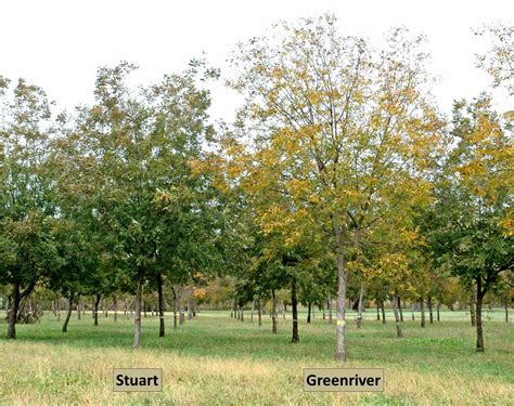 Northern Pecans: Northern pecan cultivars and fall foliage color