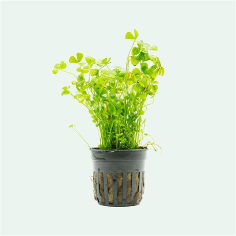 Marsilea Crenata in 2022 | Aquatic plants, Planted aquarium, Plants