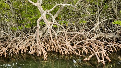 Belize Shows How Healthy Mangroves Can Help Countries Mitigate, Adapt to Climate Change | The ...