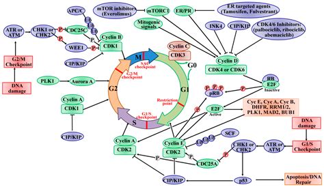 IJMS | Free Full-Text | The Roles of Cyclin-Dependent Kinases in Cell-Cycle Progression and ...