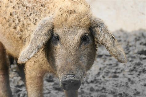 Mangalica, the connoisseur’s pig - Trademagazin