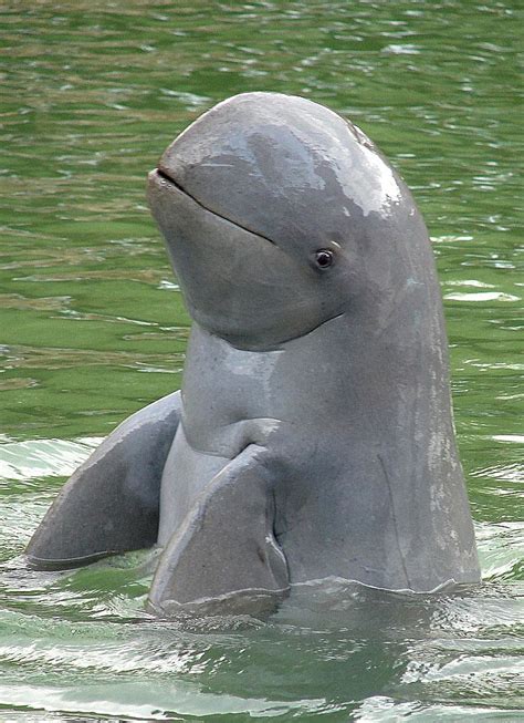 Irrawaddy Dolphin, found in Asia | Marine animals, Dolphins, Animals beautiful