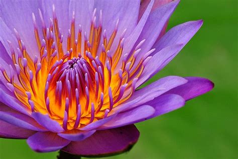 Lotus Flower | Flowers photography, Color theory art, Colour