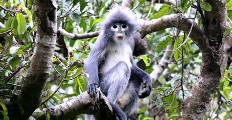 New species of monkey is already critically endangered | Natural History Museum