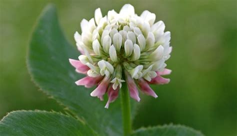 Edible and Abundant White Clover - Hobby Farms