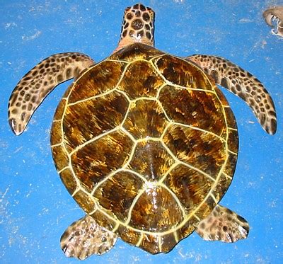 Green sea turtle - Polyester - Color : natural - Chelonia mydas - Masai Gallery