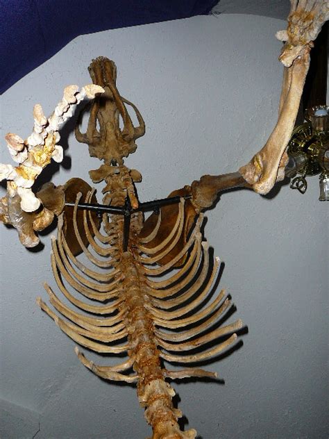 Romanian cave bear Fossils