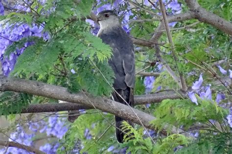 Merlin Falcon? - Help Me Identify a North American Bird - Whatbird Community