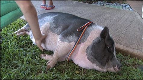 Potbelly pig finds a home