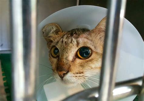 What is Anisocoria in Cats? Vet Reviewed Causes, Signs & Care | Pet Keen