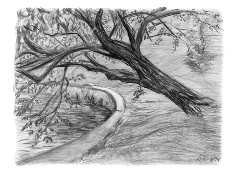 Leaning Tree Drawing by Adam Long - Fine Art America