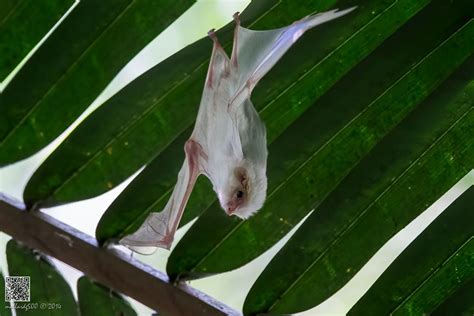 Northern Ghost Bat northern ghost bat caribbean rainforest, costa rica ...