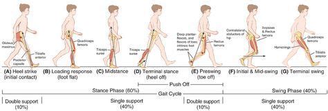 gait cycle normal phases, gait analysis type & probable diagnoses ...