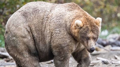 Alaska's ‘Fat Bear Week’ Winner Announced | Mental Floss