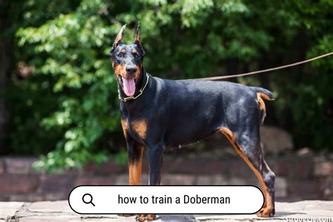 How to Train a Doberman Timeline: Well-Behaved Dog - SirDoggie.com