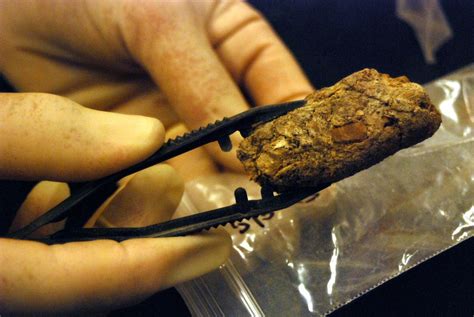 The story behind dino poop - The Washington Post