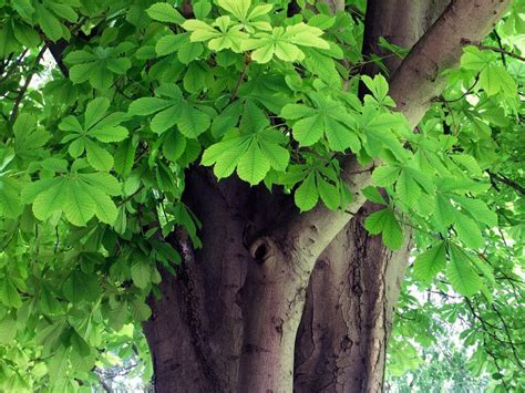 Horse Chestnut Tree Diseases: Warning Signs of a Sick Tree - Treesaw