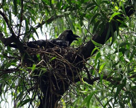 When Do Crows Lay Eggs? 13 Fascinating Crow Egg Facts