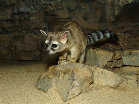 Ringtail (Mammals of Texas) · iNaturalist