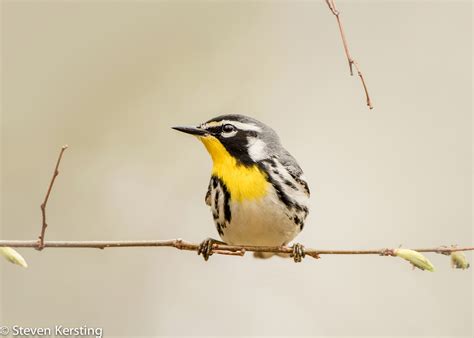 Yellow-throated Warbler | Audubon Field Guide