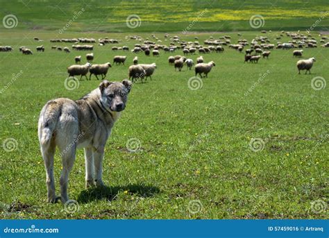 Herding Dog Guarding Large Flock of Sheep Stock Photo - Image of hair, shepherd: 57459016