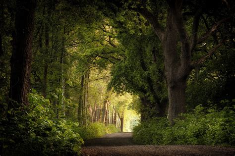 plants, forest, trees, outdoors, Netherlands, road, dirtroad, gravel, old tree, nature, HD ...