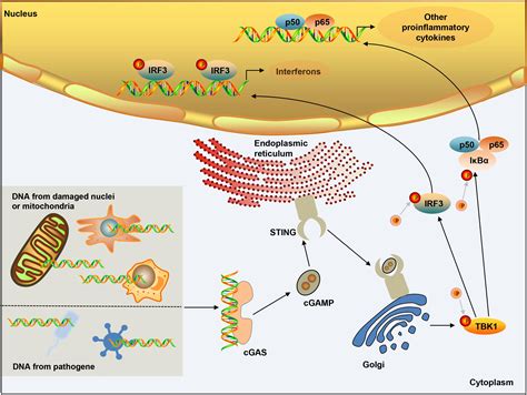 Frontiers | The Cytosolic DNA-Sensing cGAS-STING Pathway in Liver Diseases