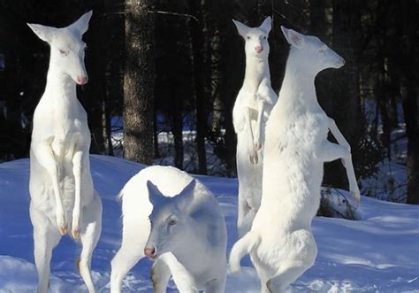 30 animais albinos tão lindos quanto os coloridos - Mega Curioso