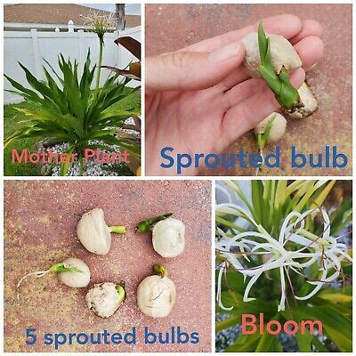 Giant White Spider Lily seeds Crinum Lily, C. Asiaticum 5 bulbs | eBay