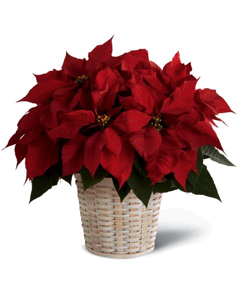 TODAY FLOWER DELIVERY - Updated December 2024 - 364 E Main St, Middletown, Delaware - Florists ...