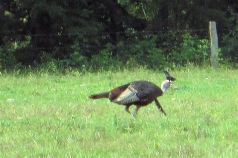 Check out the bird on top of the turkey's head. Cades Cove, June 2014 ...