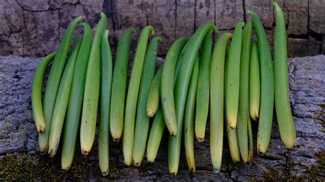 How to Cure Vanilla Beans, Part 1 - The Vanillery of Kaua'i