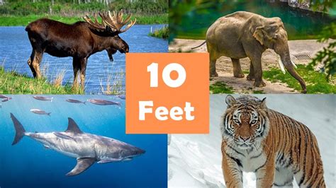 13 Animals That Are 10 Feet (ft.) Long or Tall – dimensionofstuff.com