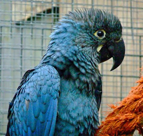 Lear's Macaw | Lear's Fledged 2010 | Peter Stubbs | Flickr